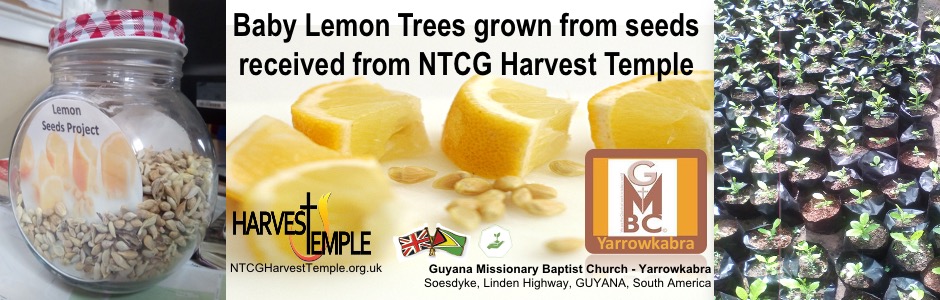 Help us collect lemon seeds for Guyana